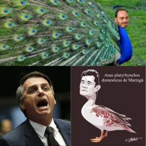 Pavão Misterioso vai depenar Marreco