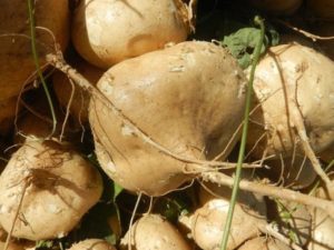 12 beneficios da Maca Peruana